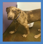 Skinny, scared, young catahoula dog.