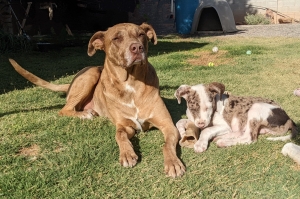 Two dogs sitting in the grass: an adult male Catahoula with a brown merle coat, and a white and brown merle male Catahoula/Lab mix puppy. The puppy is chewing on a bone while the adult dog keeps watch.